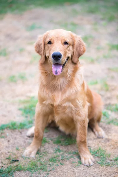 黄金猎犬 6 个月大的小狗 — 图库照片