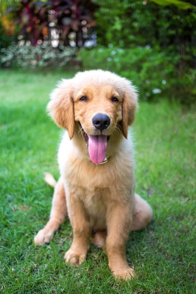 Golden Retriever szczeniak 6 miesiąca życia — Zdjęcie stockowe