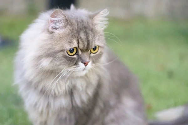 Gatto persiano — Foto Stock