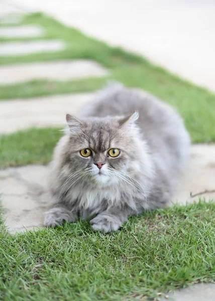 Persian cat — Stock Image Persian cat Stock Image
