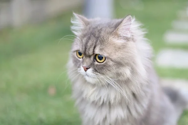 Persian cat — Stock Image Persian cat Stock Image
