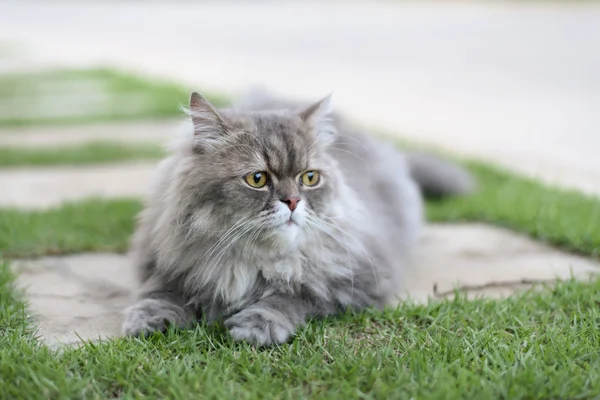 Persian cat — Stock Image Persian cat Royalty Free Stock Images