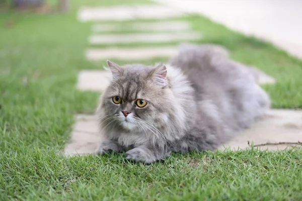 Gatto persiano — Foto Stock