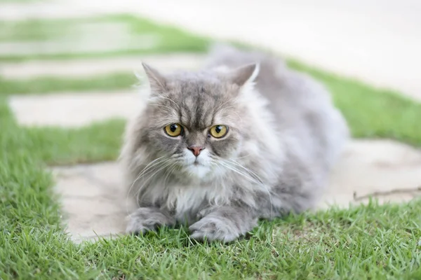 Persian cat — Stock Photo, Image