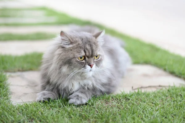 Gatto persiano — Foto Stock