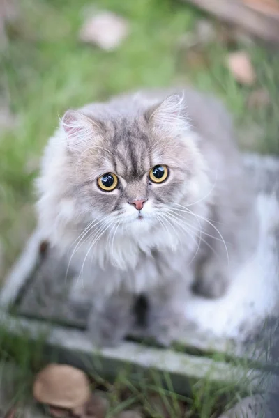 Gato persa — Foto de Stock