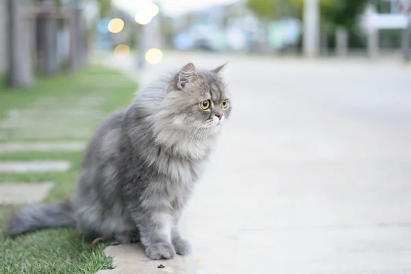 Gatto persiano — Foto Stock