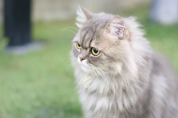 Persian cat — Stock Image Persian cat Stock Image