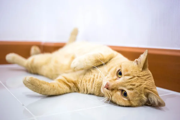 Cat playing with ball — Stock Photo, Image