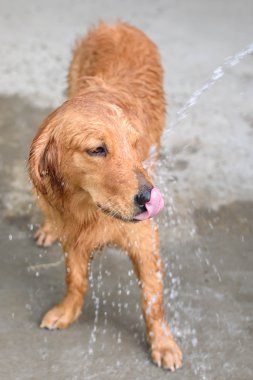 Altın geri almak banyo alır
