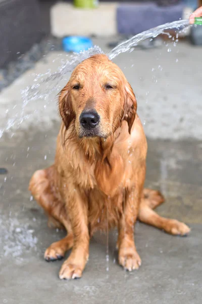 Golden retriever se baña —  Fotos de Stock