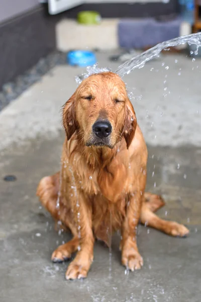 Golden Retriever bekommt ein Bad — Stockfoto