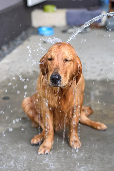 Golden Retriever bekommt ein Bad — Stockfoto