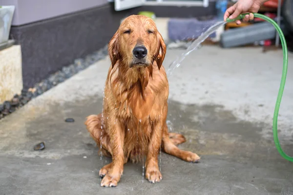 Golden Retriever bekommt ein Bad — Stockfoto