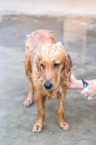 Golden Retriever bekommt ein Bad — Stockfoto