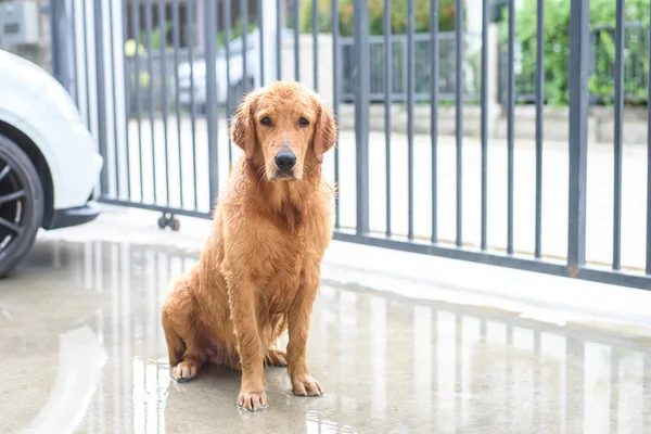 Golden retriever får et bad Stock-billede