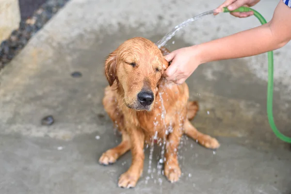 Golden retriever får et bad Royaltyfrie stock-billeder