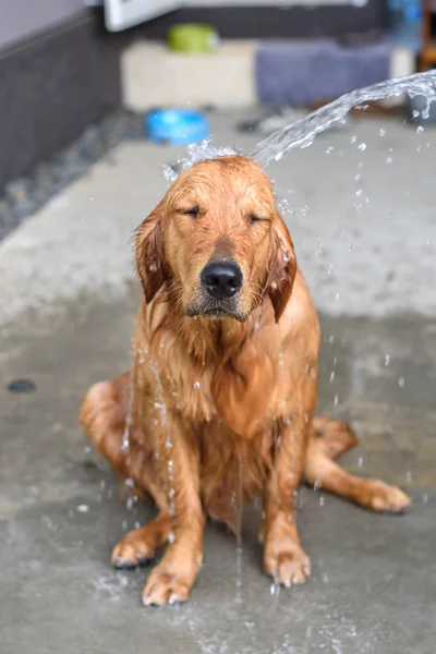 Golden retriever får et bad Stock-billede