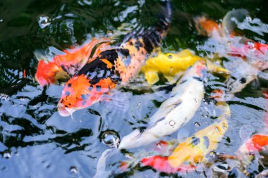 güzel koi balık Yüzme