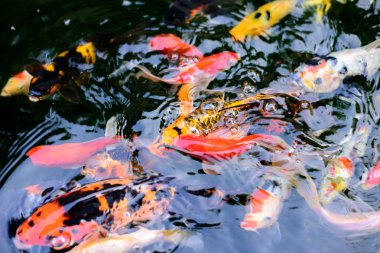 güzel koi balık Yüzme