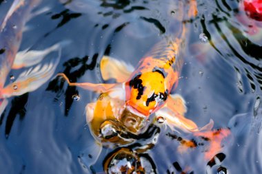 güzel koi balık Yüzme