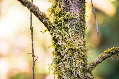 ecek orman içinde ağaç üzerinde