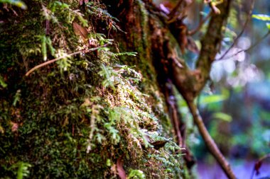 ecek orman içinde ağaç üzerinde