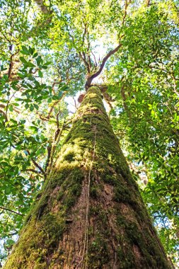Orman ağaçları arka planlar.