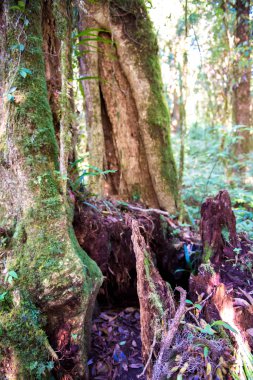 Orman ağaçları arka planlar.