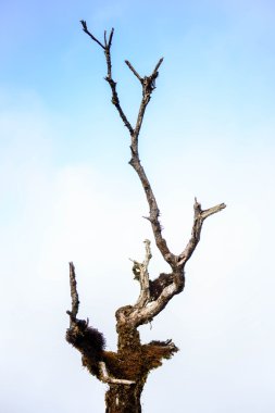 Ormangülü, Kew Mae Pan