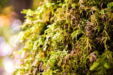 ecek ağaç üzerinde