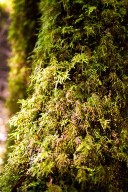 ecek ağaç üzerinde