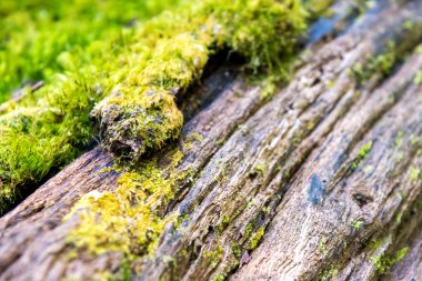 ecek ağaç üzerinde