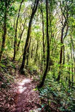 Orman ağaçları arka planlar.