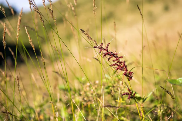 Grassland at Kew Mae Pan Nature Trail — Stock Photo, Image