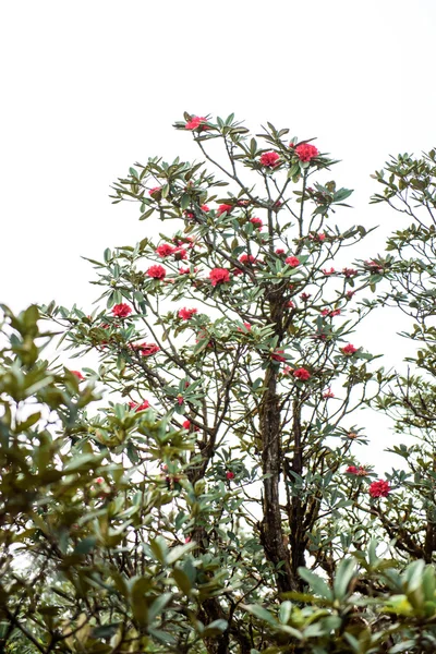 Рододендрон в районі Kew Mae пан — стокове фото