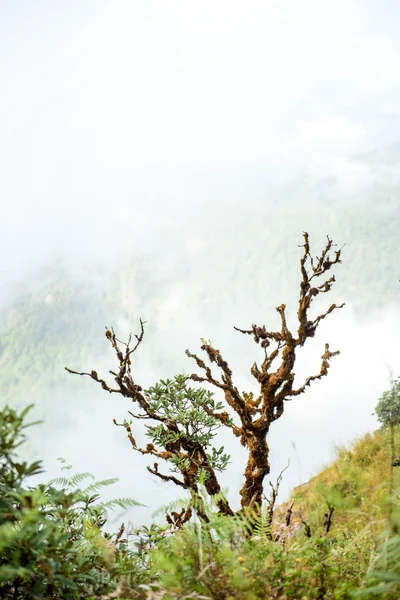 Rododendron na Kew Mae Pan — Stock fotografie