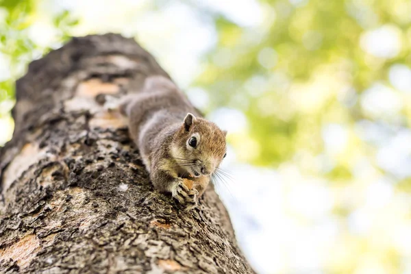 Squirrel clinging and eating nuts — Stock Photo, Image