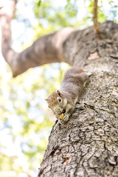 Esquilo agarrado e comendo nozes — Fotografia de Stock