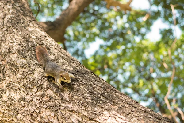 Eichhörnchen auf einem Baum. lizenzfreie Stockbilder