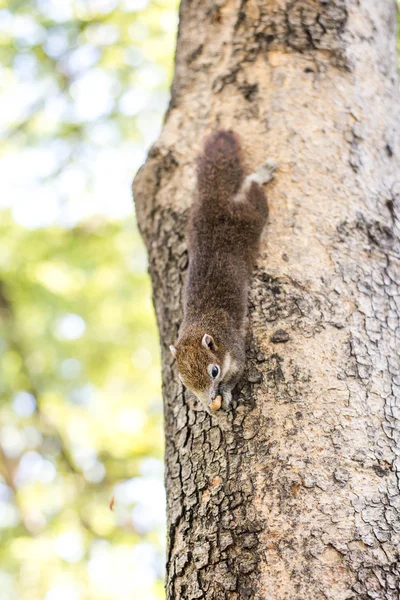 Eichhörnchen klammert sich an Nüsse und frisst sie — Stockfoto