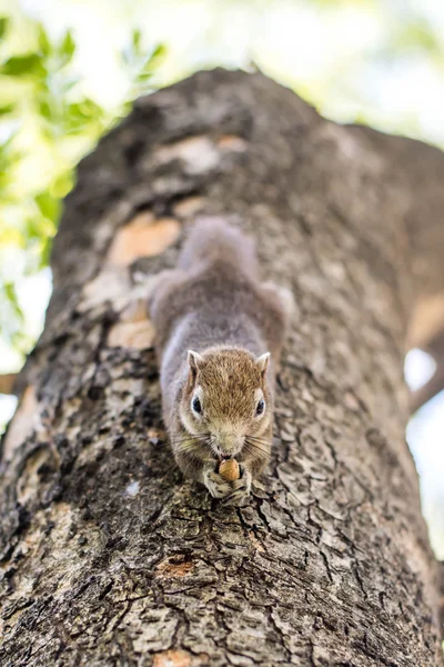 Eichhörnchen klammert sich an Nüsse und frisst sie — Stockfoto