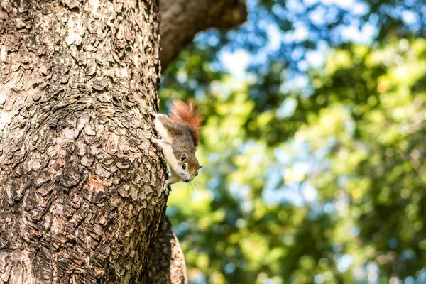 Écureuil sur un arbre. — Photo