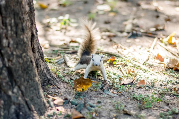 Esquilo pele engraçado animais de estimação floresta de outono — Fotografia de Stock