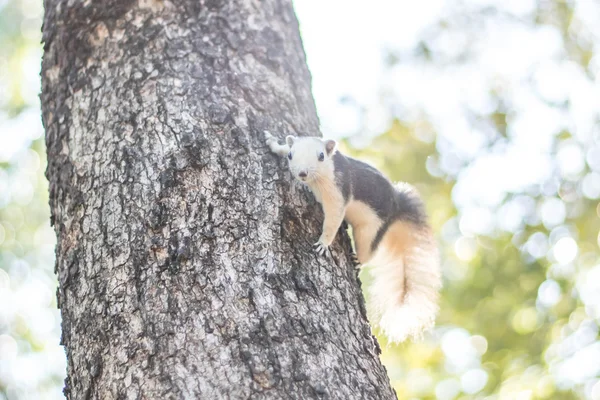 Ardilla aferrándose al árbol —  Fotos de Stock