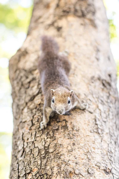 Esquilo agarrado na árvore — Fotografia de Stock