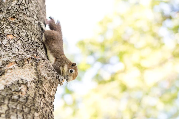 Squirrel clinging and eating nuts — Stock Photo, Image