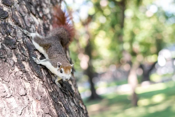 Esquilo agarrado na árvore — Fotografia de Stock