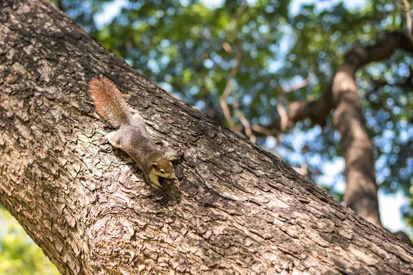 Esquilo agarrado na árvore — Fotografia de Stock