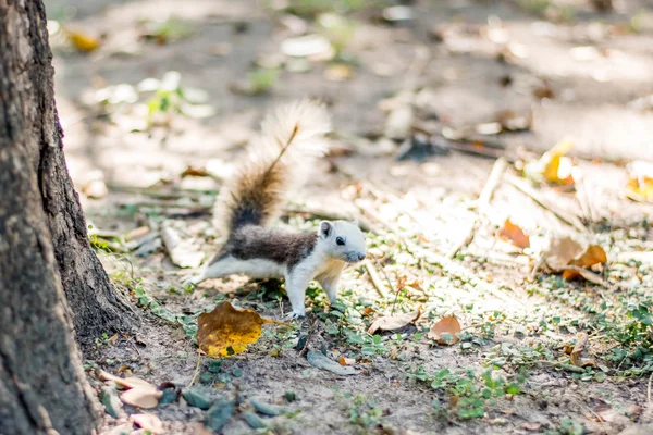 Écureuil sur la forêt d'automne — Photo